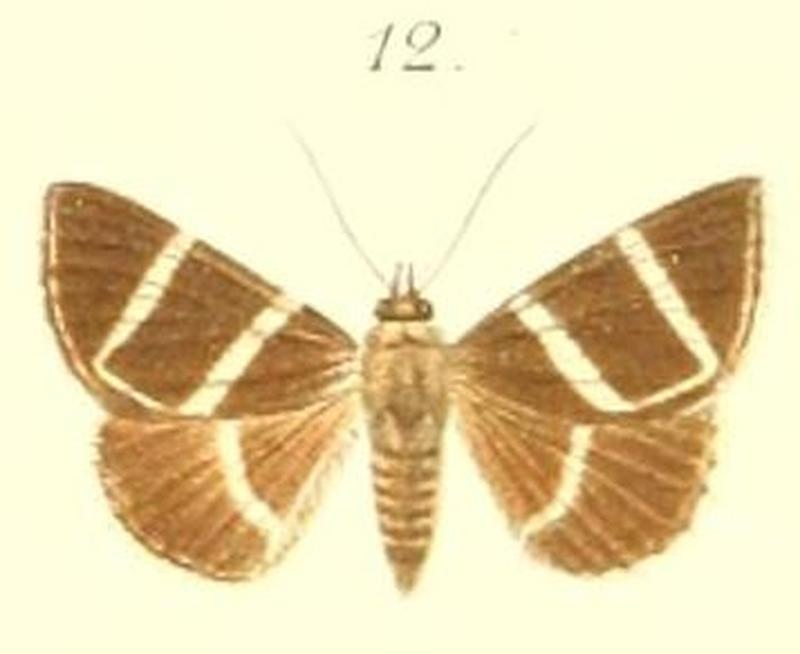 12-Grammodes caeca= Grammodes justa Walker, 1858