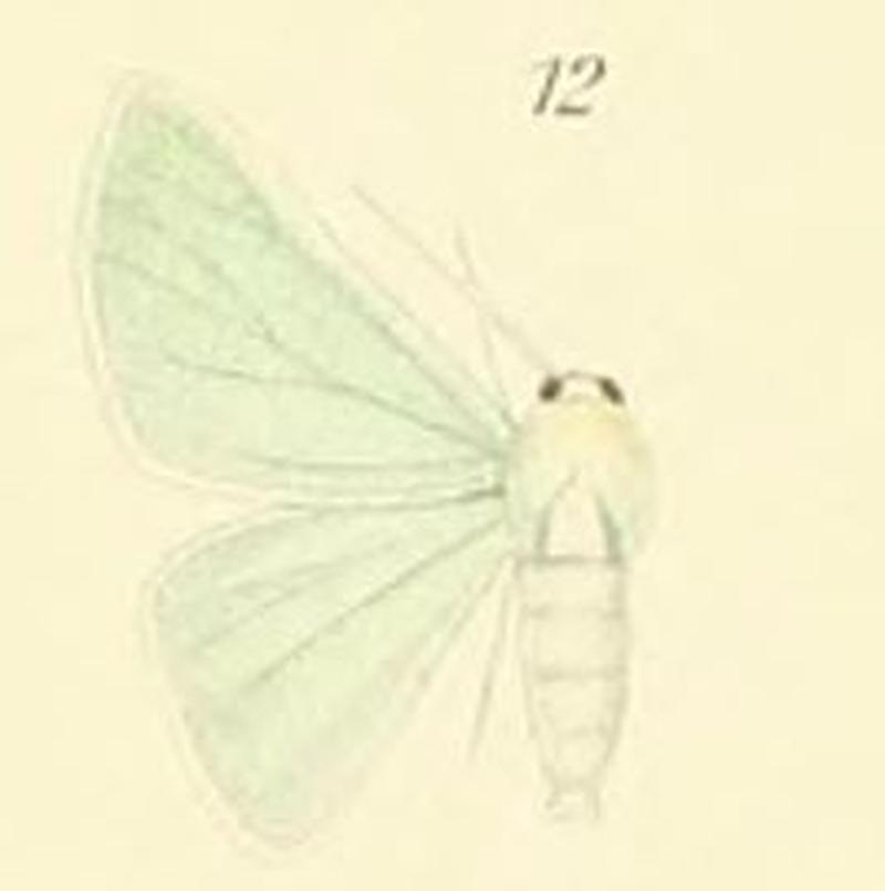 12-Holoterpna pruinosata (Staudinger)