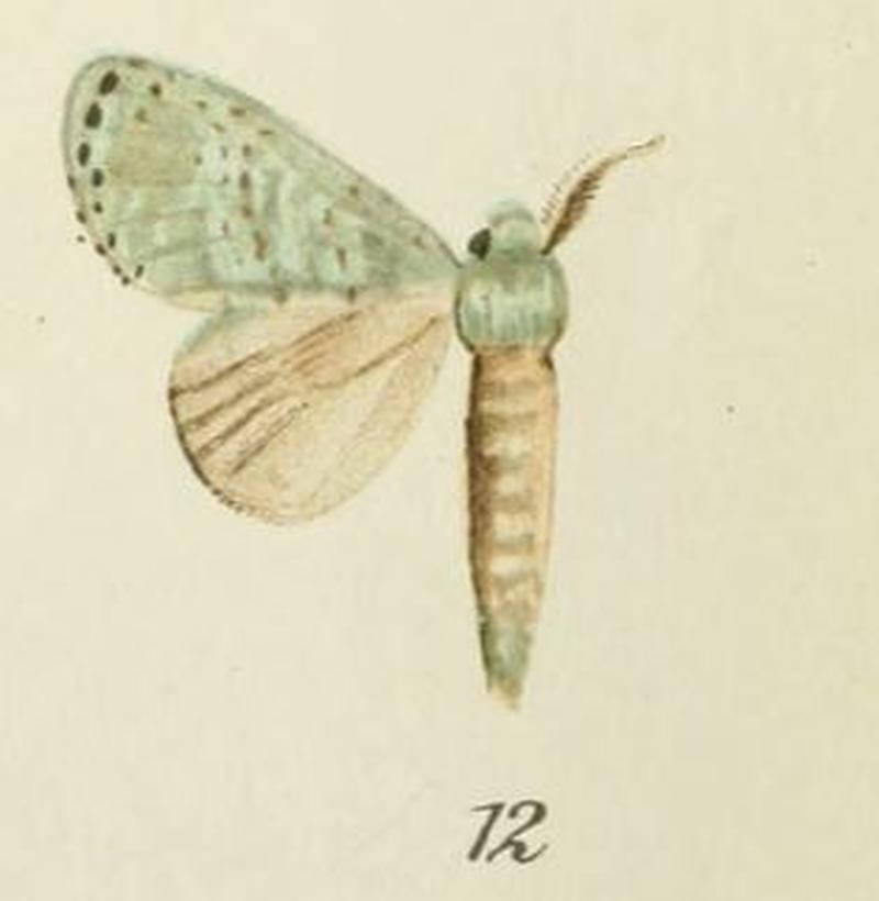 12-Stauropussa chloe (Holland, 1893) viridipennis)