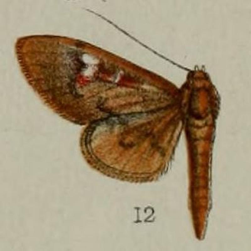 12-Syllepte torsipex