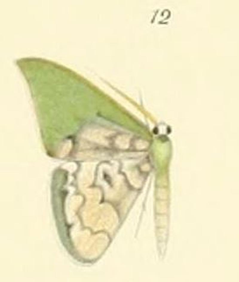 12-Tachychlora lepidaria Möschler, 1881