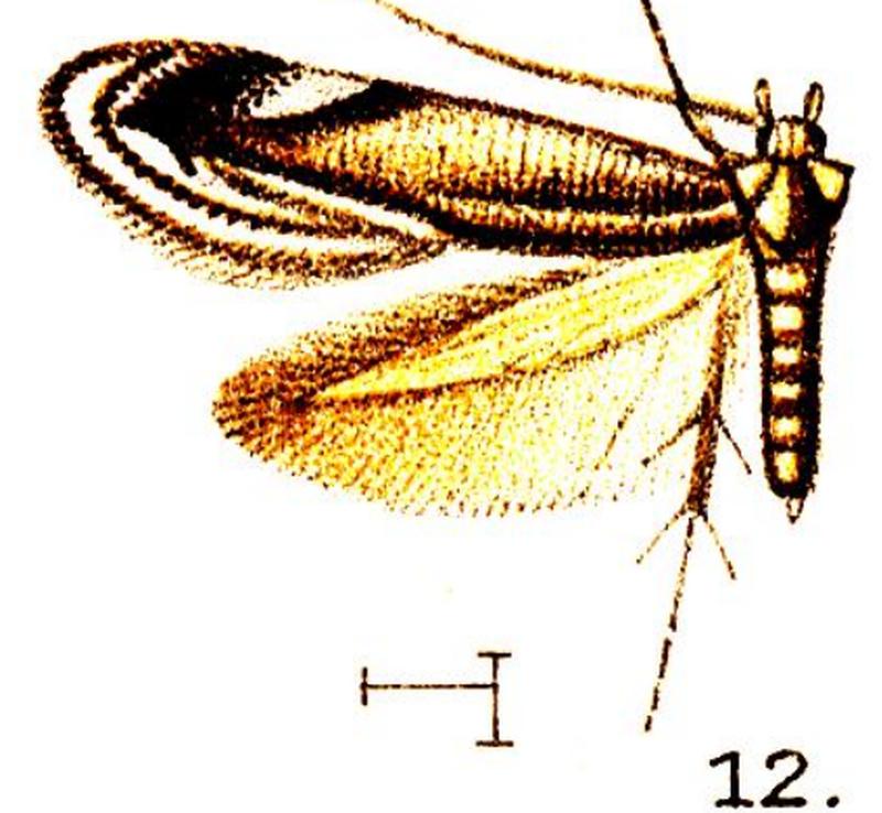 12.Opogona serta-Wlsm.x-f.12