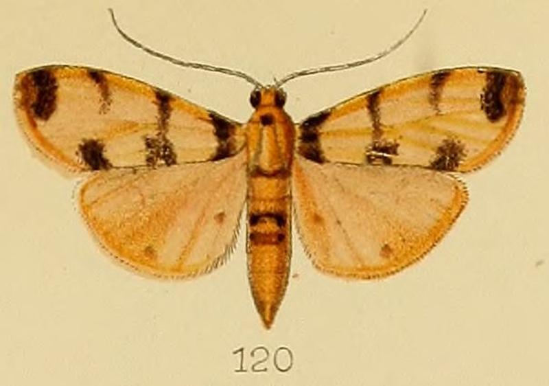 120-Dichocrocis pardalis Kenrick, 1907