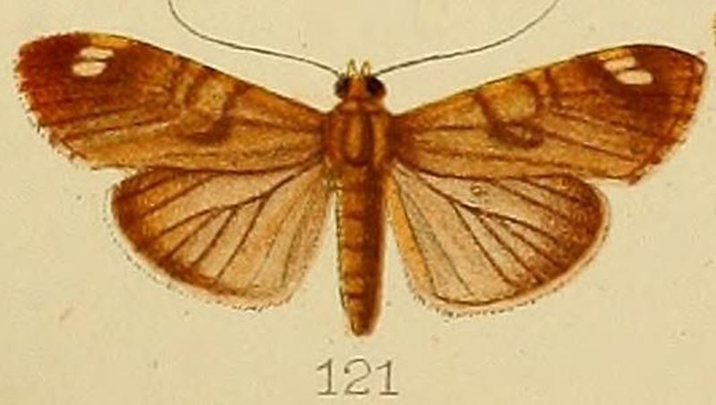 121-Dichocrocis bimaculalis Kenrick, 1907