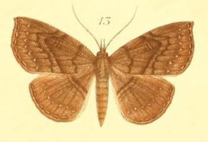 13-Aburina sobrina Möschler, 1887