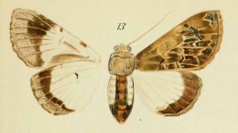 13-Amblyprora pacifica (Bryk, 1915) (Trisula)