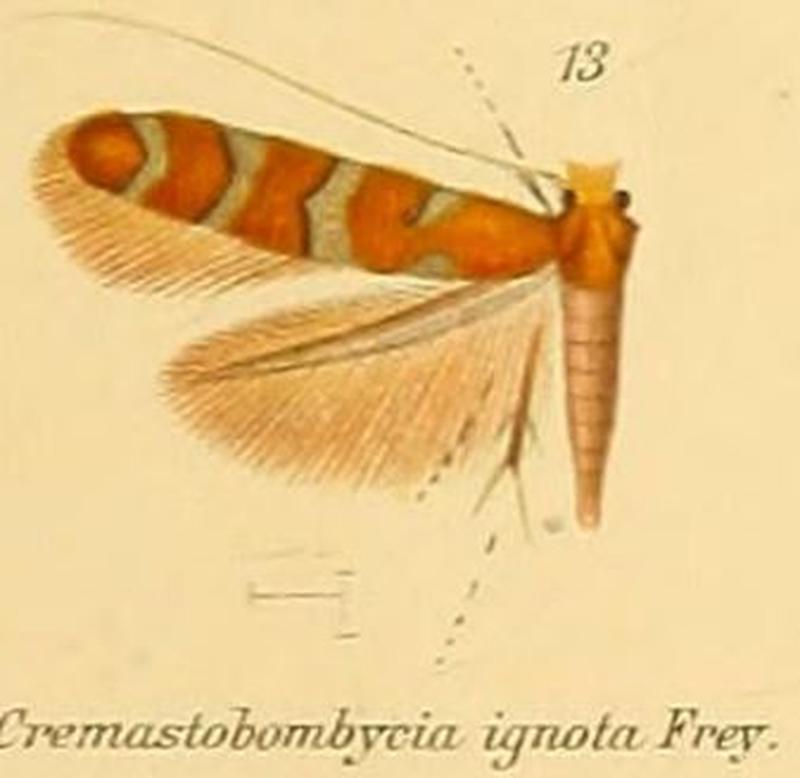 13-Cremastobombycia ignota (Frey & Boll, 1873)