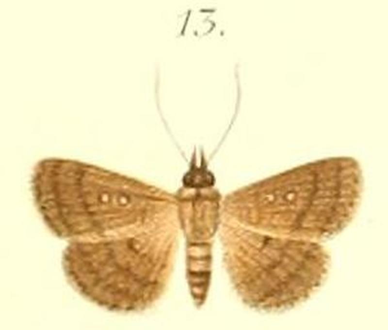 13-Dahlia hesperioides Pagenstecher, 1900