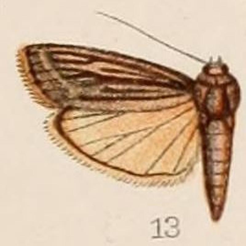 13-Euzopherodes albistrigella Hampson, 1908