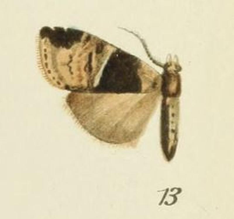 13-Gargettoscrancia albolineata (Strand, 1912)
