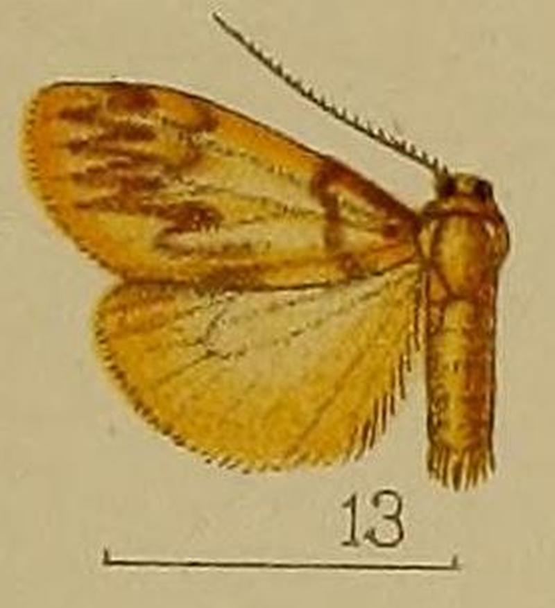 13-Neasura taprobana Hampson, 1907