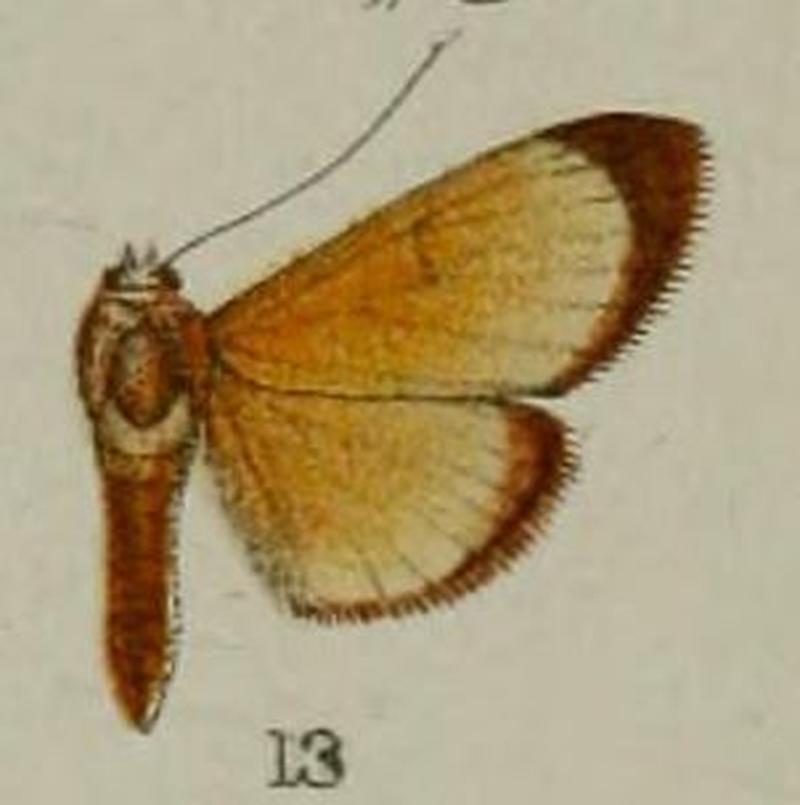 13-Sylepta solilucis=Syllepte solilucis Hampson, 1898
