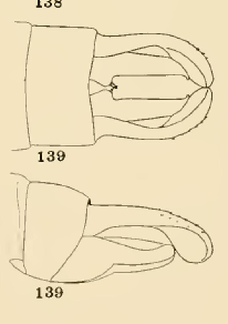 139 Calopteryx maculata