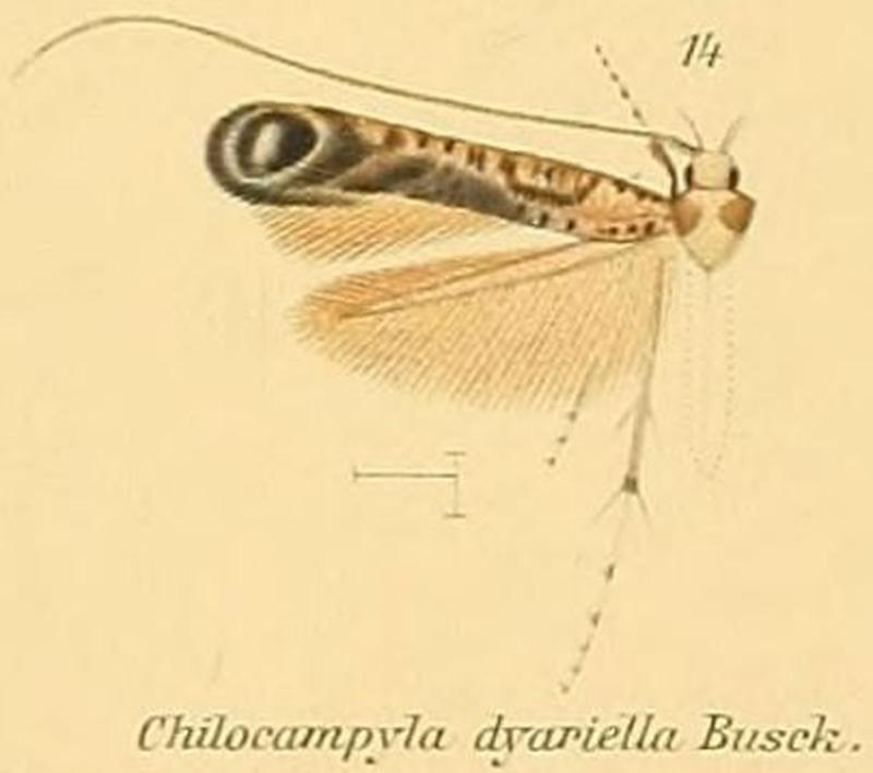 14-Chilocampyla dyariella Busck, 1900