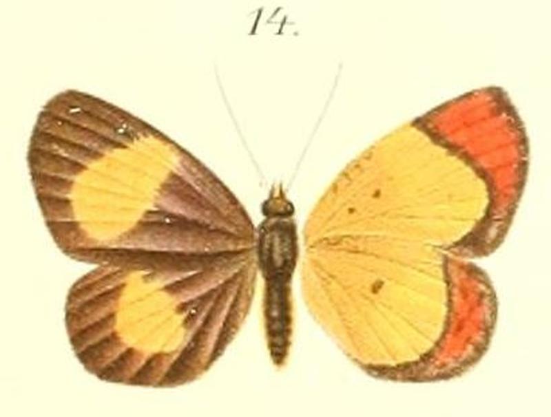 14-Cleis hypoleuca=Callidula hypoleuca Butler, 1887