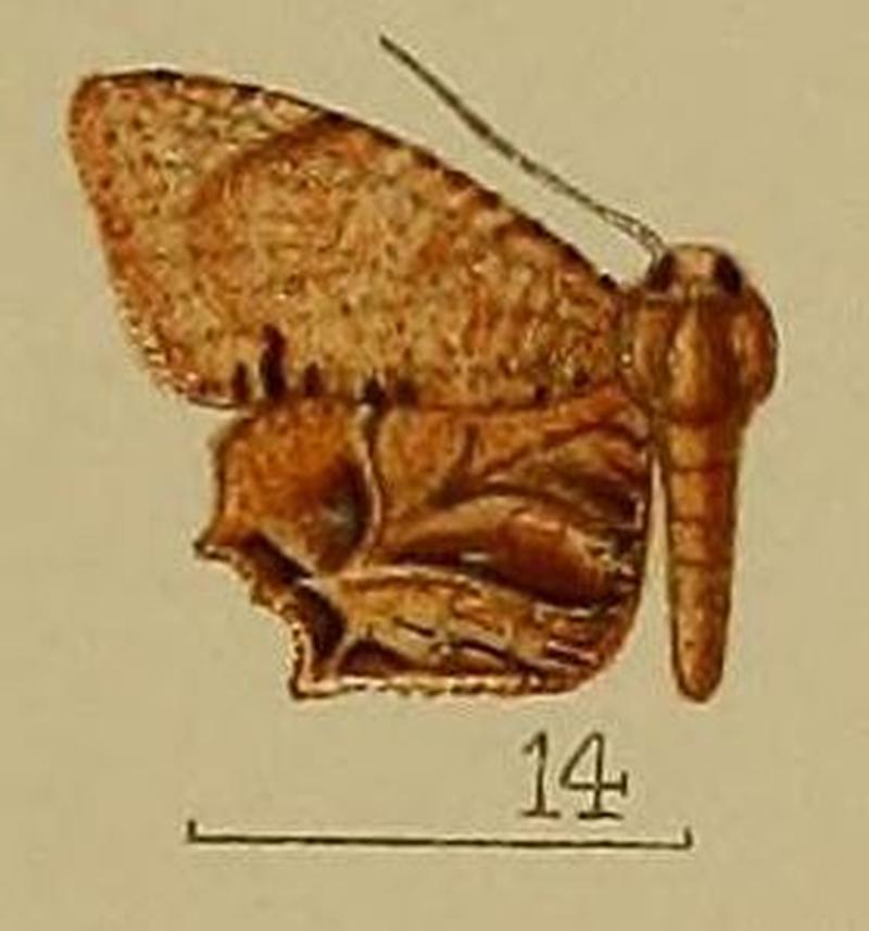 14-Epiplema fulvihamata=Dysaethria fulvihamata (Hampson, 1912)