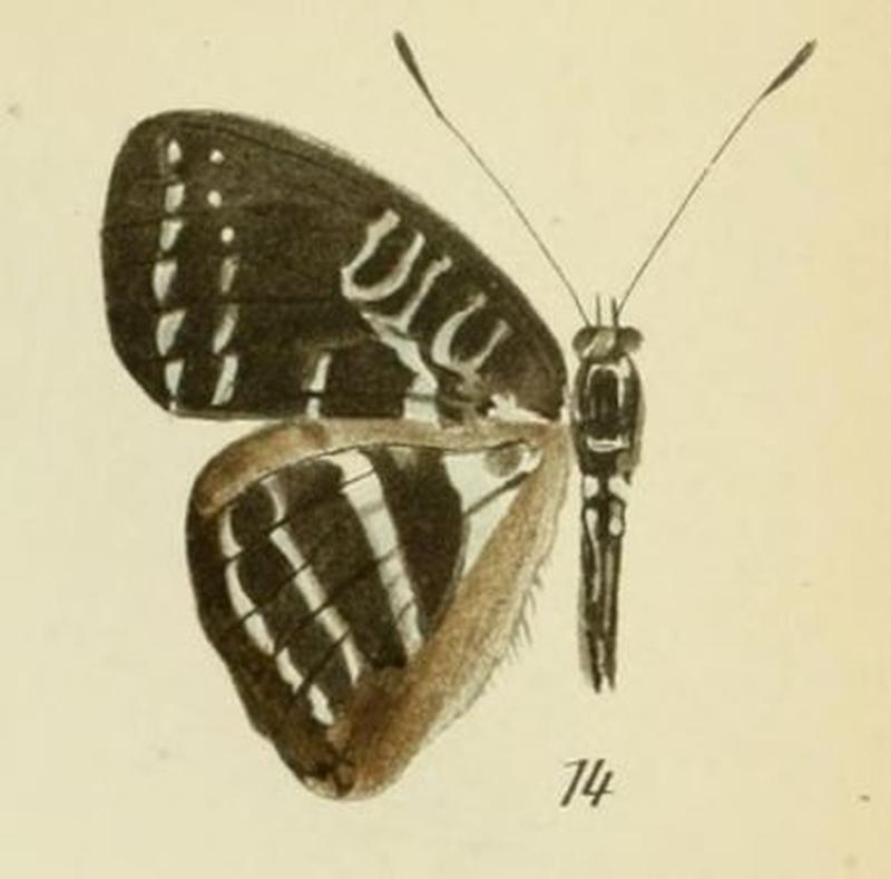 14-Euriphene tessmanniana