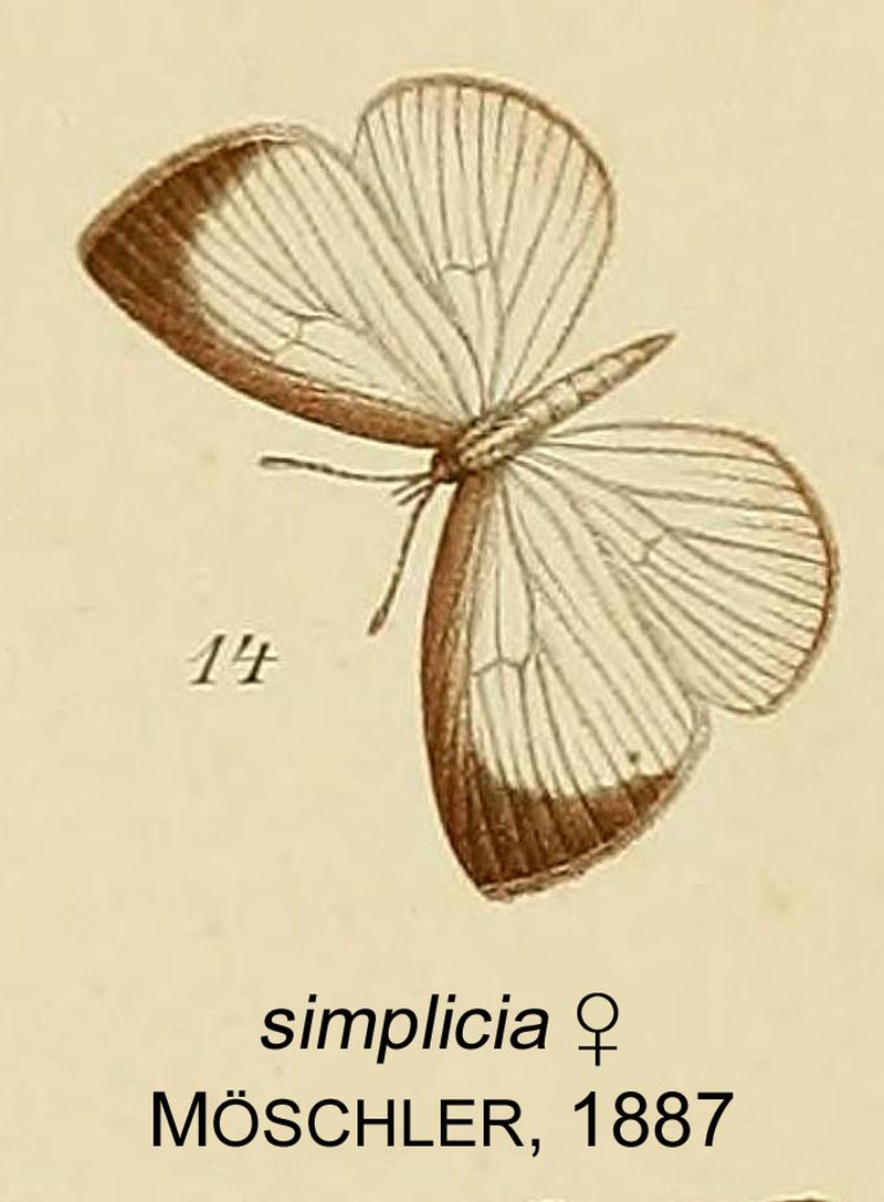 14-Liptena simplicia Möschler, 1887