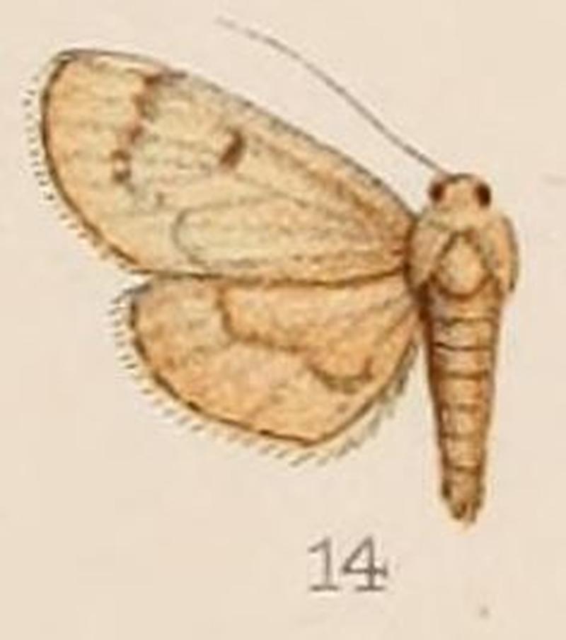 14-Rehima hypostictalis Hampson, 1908