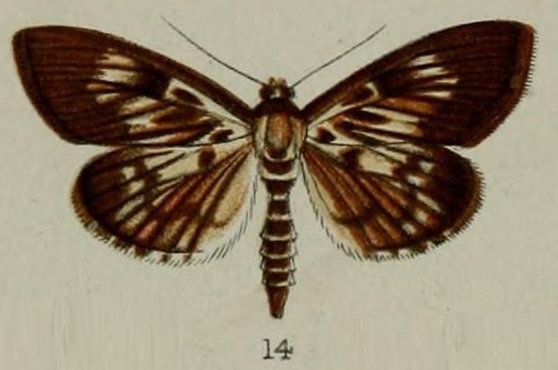 14-Sylepta picalis=Syllepte picalis Hampson 1898