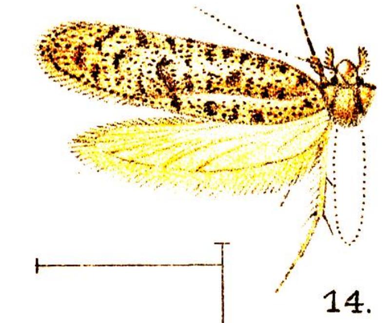 14.Tiquadra inscitella-Wkr.x-f.14