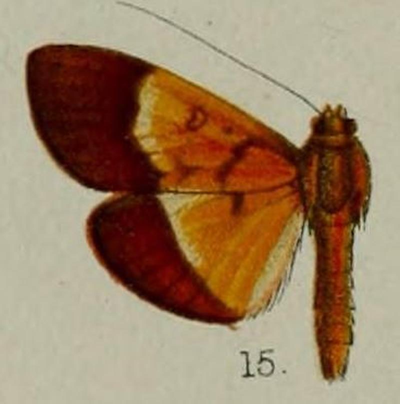 15-Botyodes fulviterminalis=Endocrossis fulviterminalis (Hampson, 1898)