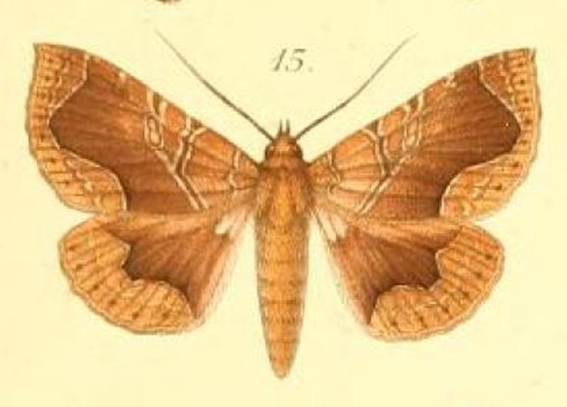 15-Calligraphidia opulenta (Möschler, 1887) (Ophisma)