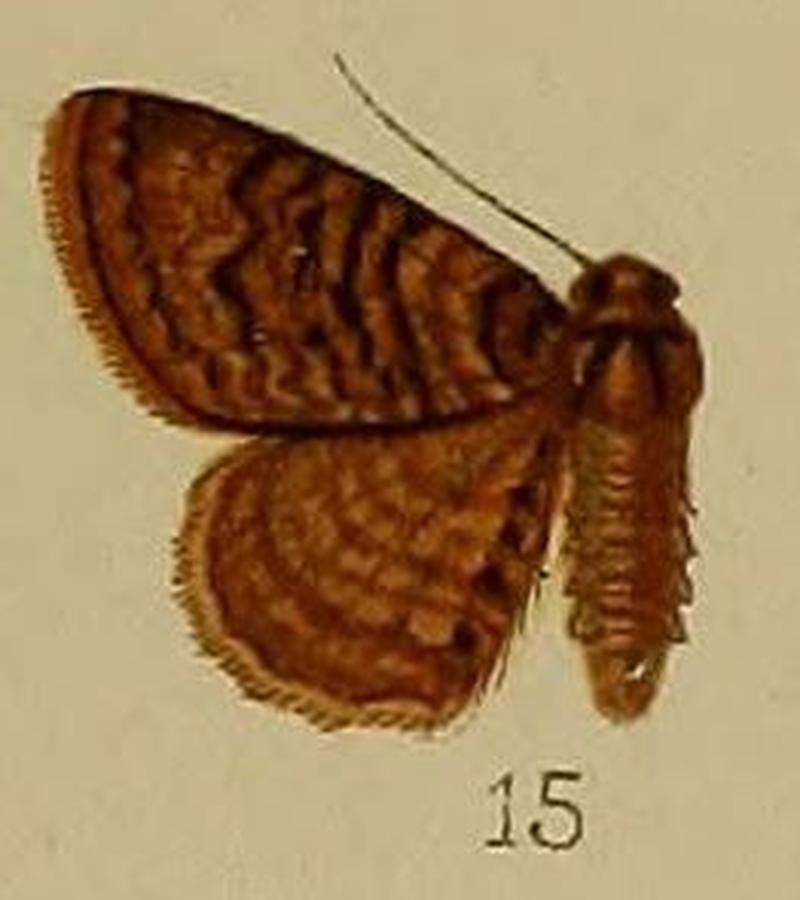 15-Cidaria nyctichroa=Catarhoe nyctichroa (Hampson 1912)