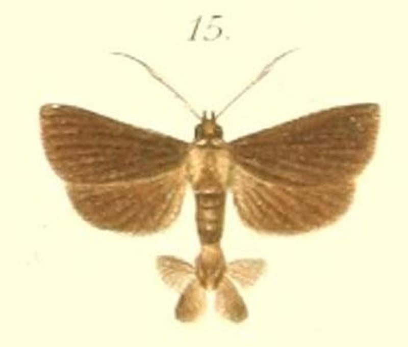 15-Diplotyla atrata=Piletocera atrata (Pagenstecher, 1900)
