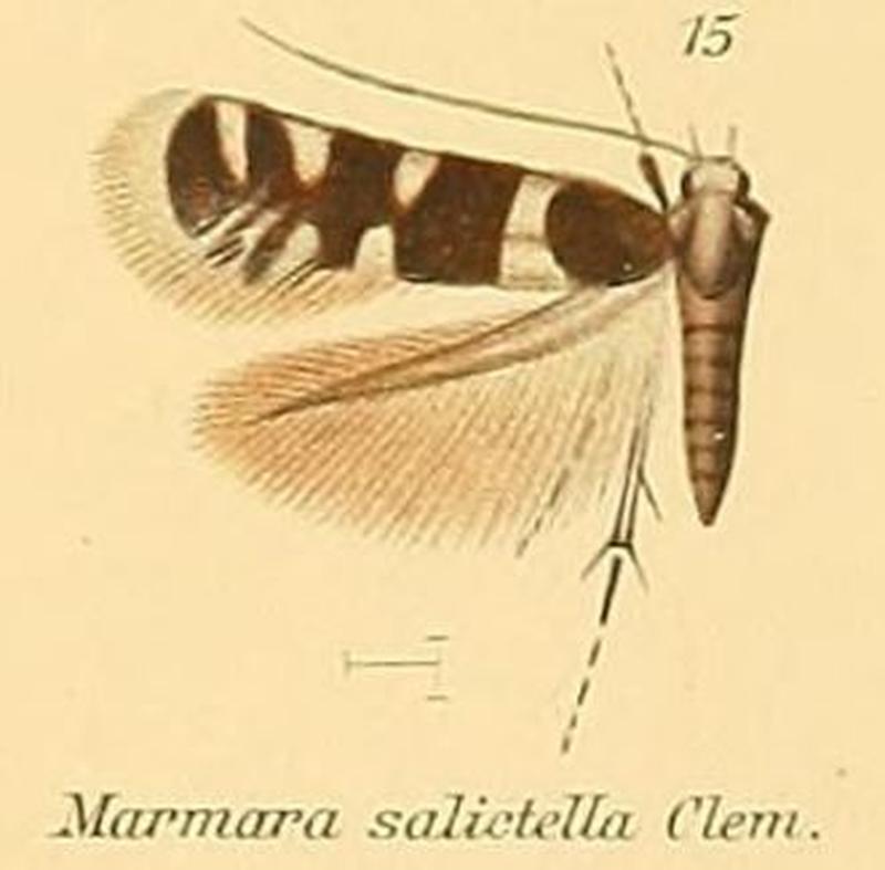 15-Marmara salictella Clemens, 1863