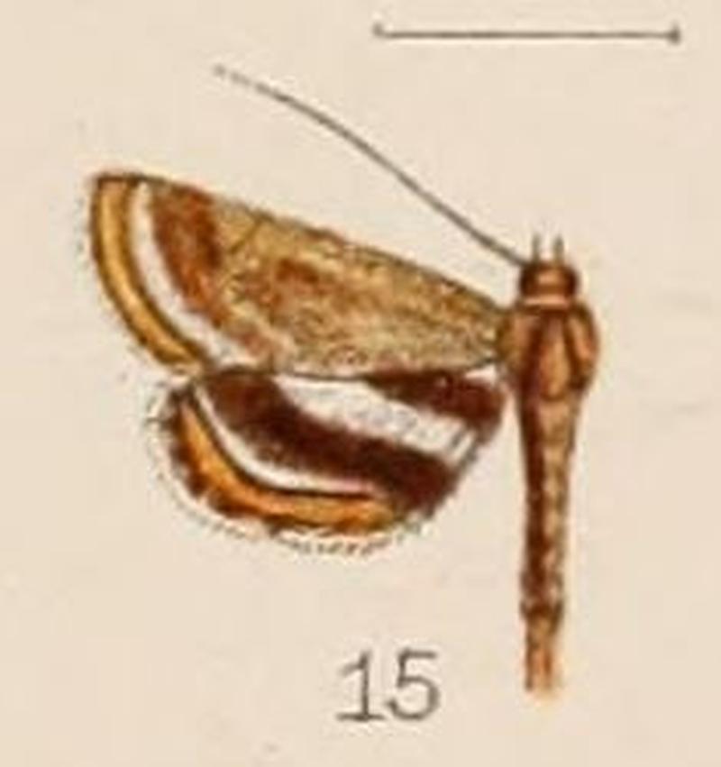 15-Oligostigma alicialis Hampson, 1908