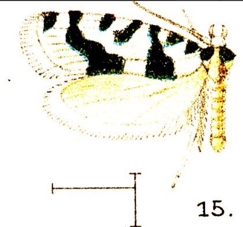 15.Homodoxus aristula-Wlsm.x-F.15