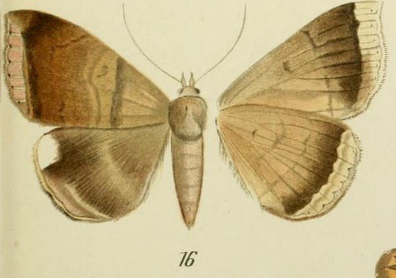 16-Achaea mormoides Walker, 1858