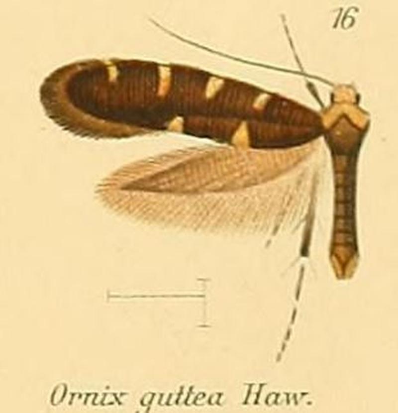 16-Callisto denticulella (Thunberg, 1794)-(Ornix guttea)