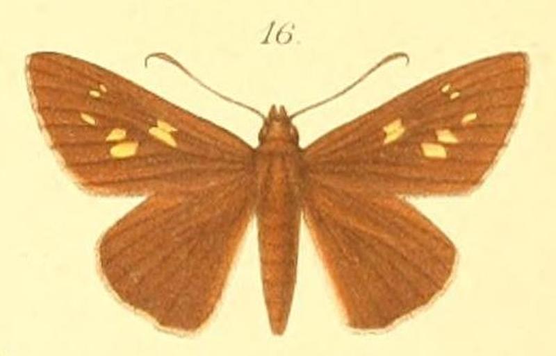 16-Gretna waga (Plötz, 1886) (Hesperia ilerda)
