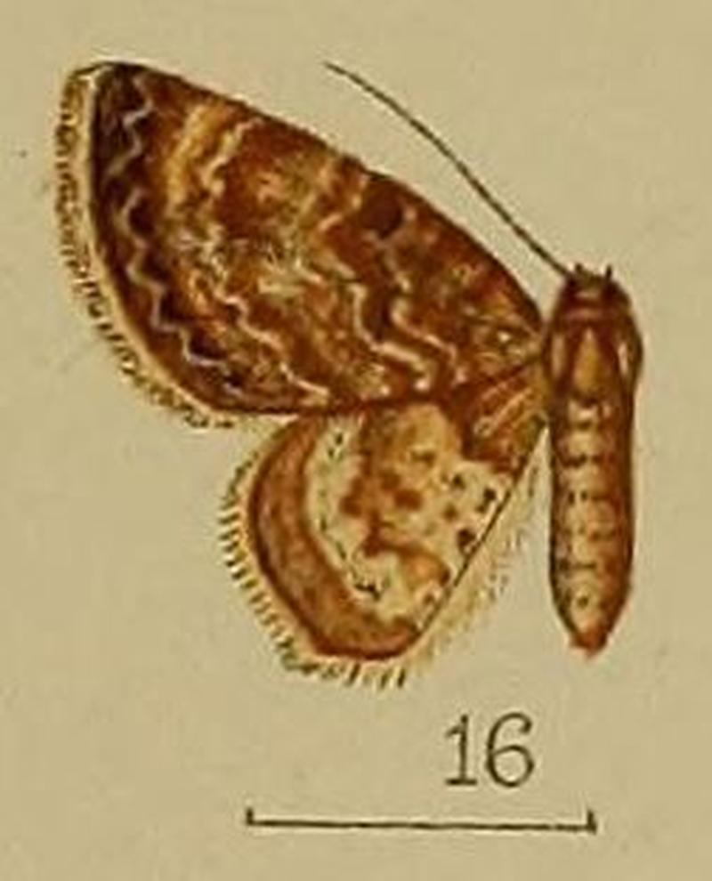 16-Gymnoscelis lobata=Micrulia catocalaria (Snellen, 1881)