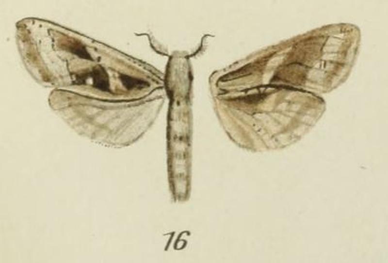 16-Oreocossus occidentalis Strand, 1913