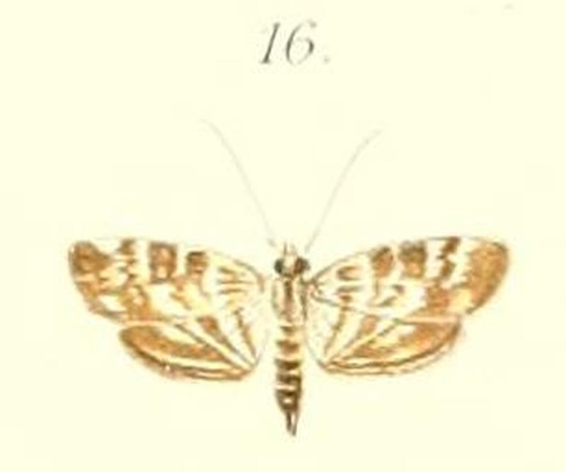 16-Orphnophanes strigatalis=Tabidia insanalis Snellen 1880
