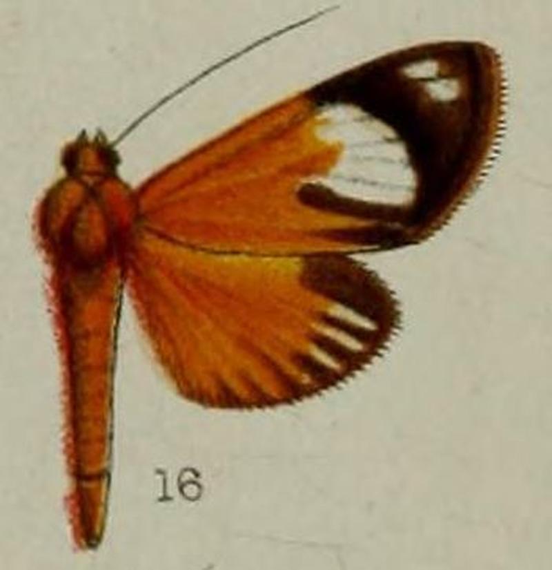 16-Phryganodes perfulvalis=Phostria perfulvalis (Hampson, 1898)-Peru