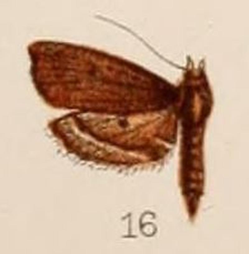 16-Sufetula nitidalis Hampson, 1908