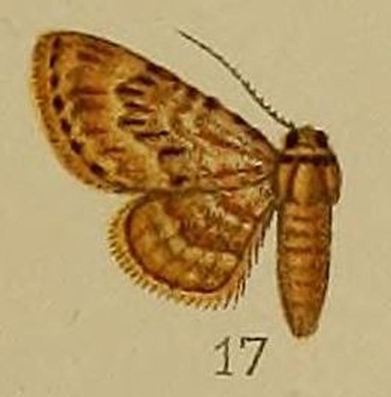 17-Chloroclystis dentatissima Warren, 1898