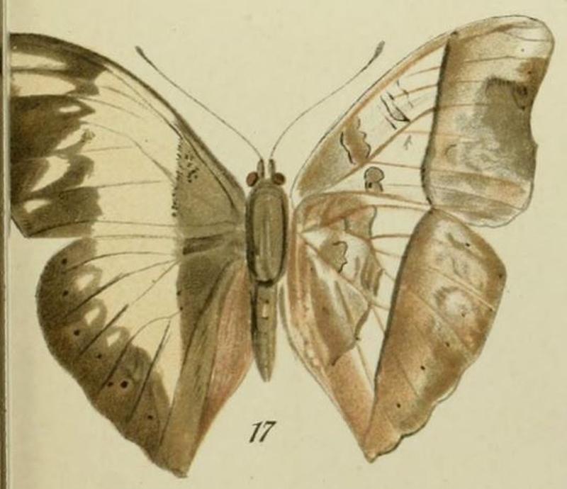 17-Cymothoe zenkeri Richelmann, 1913 (Cymothoe stetteni)