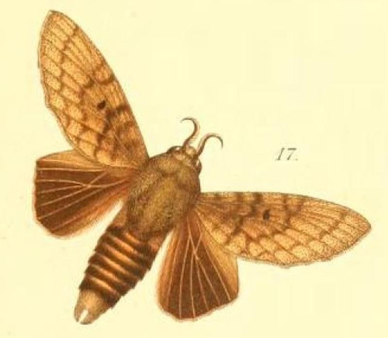 17-Gastroplakaeis forficulatus Möschler, 1887