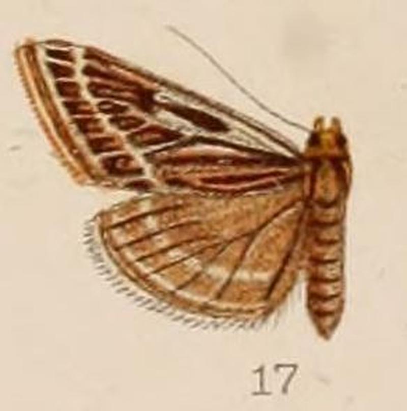 17-Phlyctaenodes leuconeuralis=Loxostege leuconeuralis (Hampson, 1908)