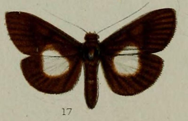 17-Phryganodes centralbalis=Phostria centralbalis (Hampson, 1898)