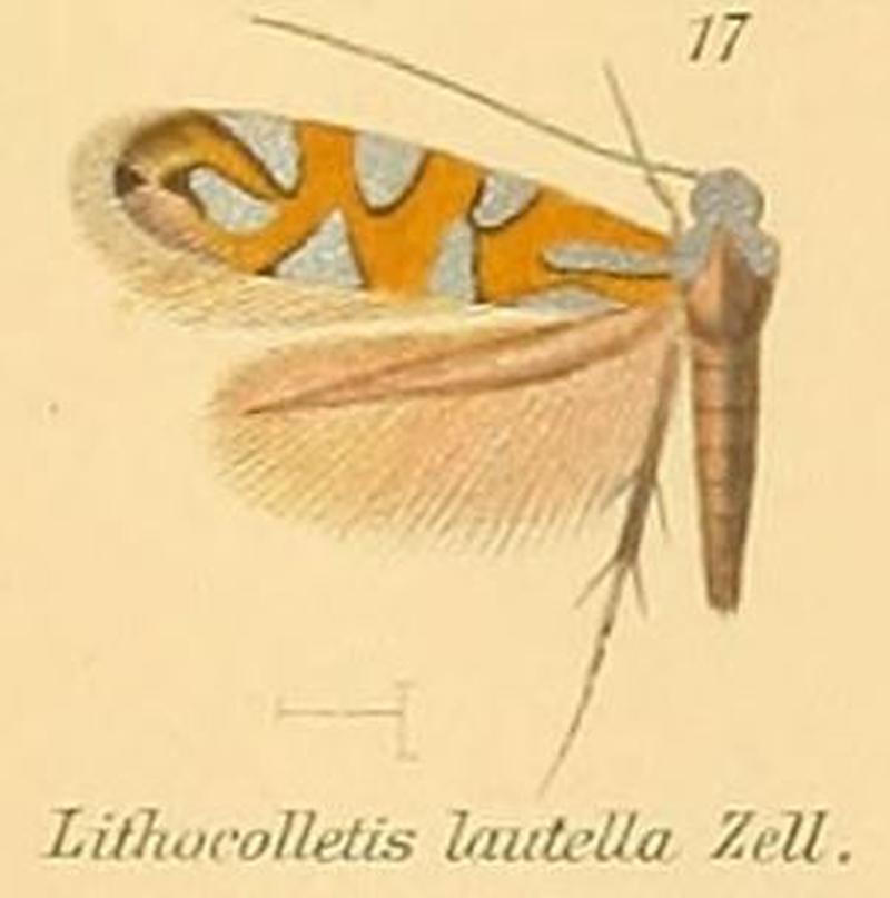 17-Phyllonorycter lautella (Zeller, 1846) (Lithocolletis)