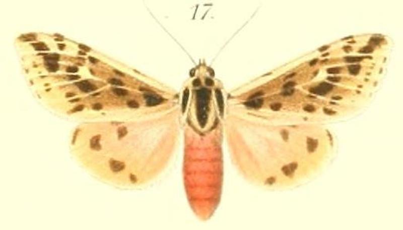 17-Spilosoma turbida Butler