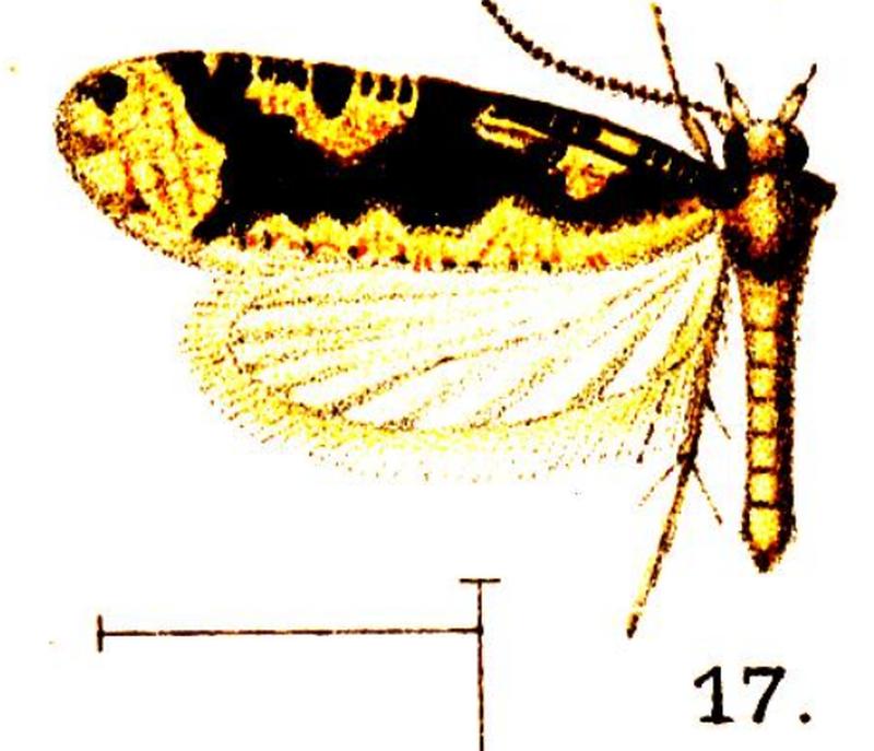 17.Morophagoides iulina (Walsingham, 1914)-x-f.17