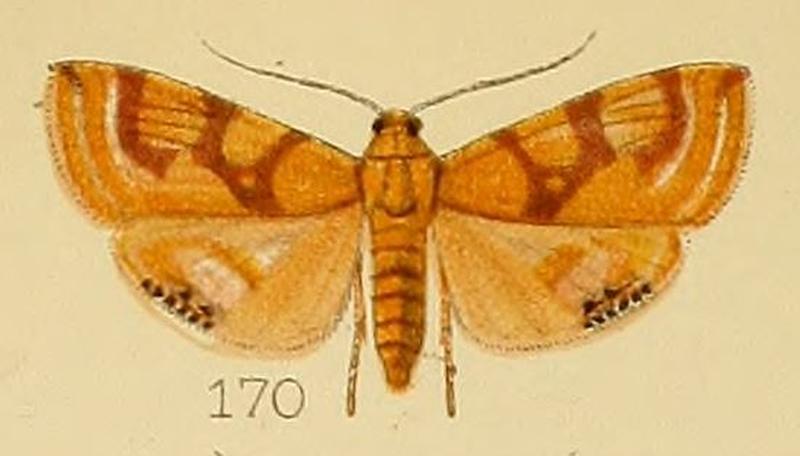 170-Talanga quadristigmalis (Kenrick, 1907)