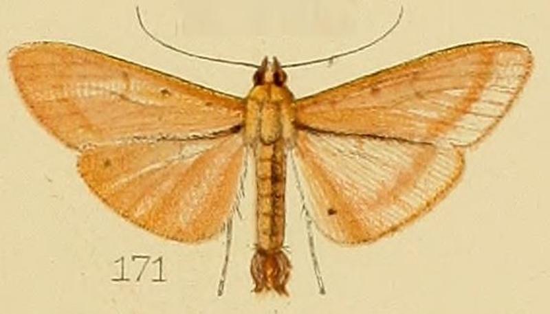 171-Palpita pudicalis (Kenrick, 1907)